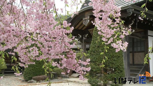 桜シリーズ　長谷非持の玄立寺