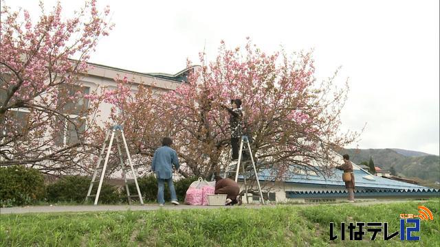 さくら茶用　八重桜摘み取り