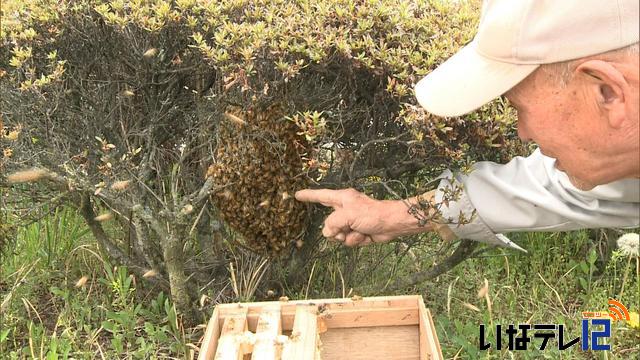 坂下でミツバチ分蜂