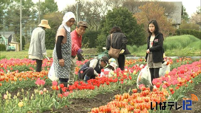 チューリップ掘り体験会