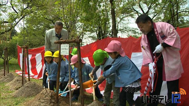 ルネッサンス西町の会　園児と春日公園で桜の苗木植える