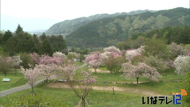 花の丘公園の八重桜など見ごろ