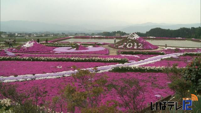 伊那市小沢　芝桜見ごろに