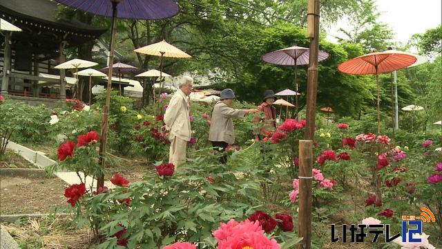 遠照寺　ぼたん見ごろに