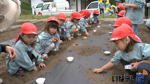 Eグループ保育園児とヘブンリーブルーの種まき