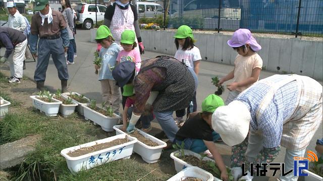 上荒井友愛クラブ　園児と花の苗植え