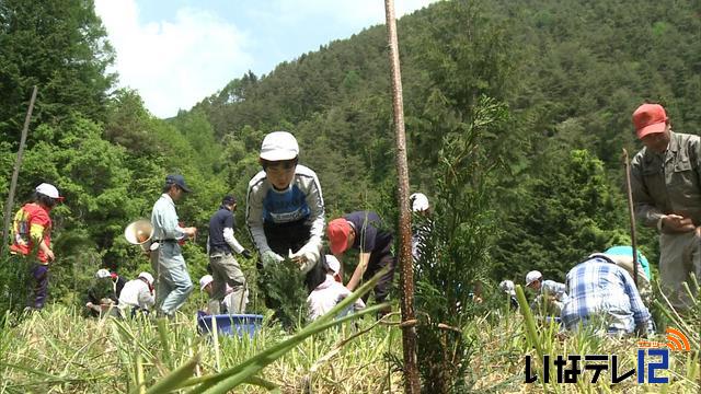 箕輪西小学校　ヒノキの苗を植樹