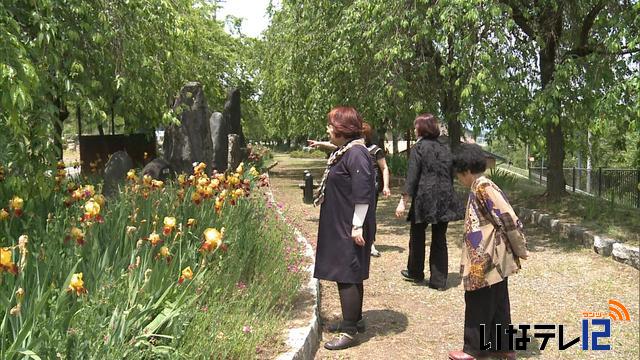 追分公園ジャーマンアイリス見頃