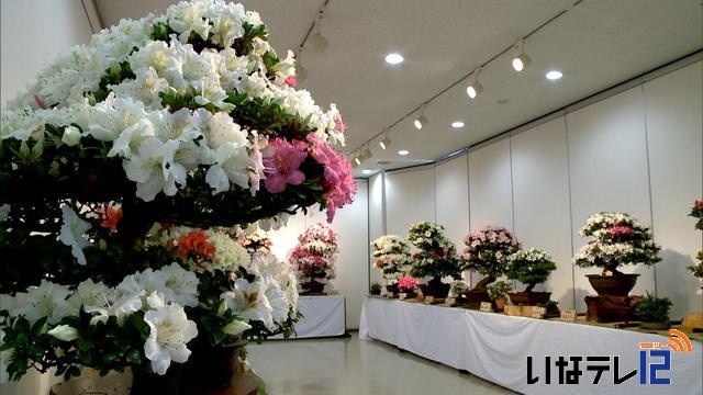 伊那愛樹会の春の盆栽展