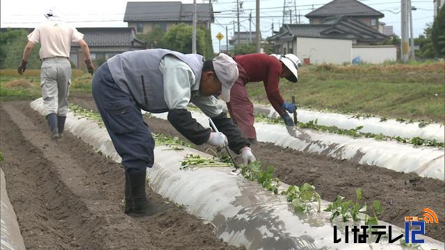 いも焼酎南箕輪会が苗植え