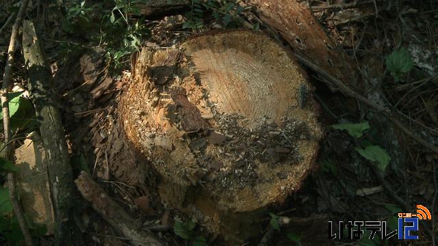 村中込区で松くい虫被害　確認