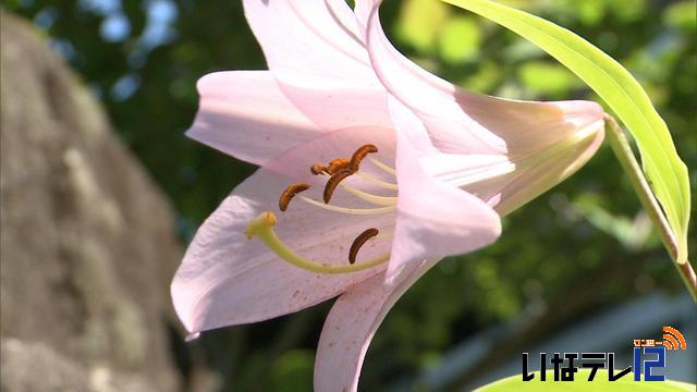 伊那地域　今年初の真夏日