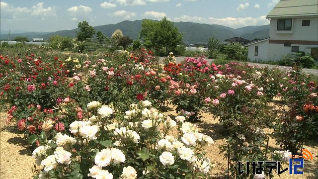 小平花木園でバラ見ごろ