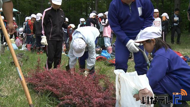 高遠・高遠北小学校の児童がメギの植栽