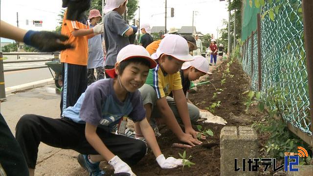 富県小学校でヘブンリーブルーの苗の植え付け