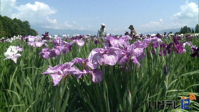 富県南福地で花菖蒲見ごろ