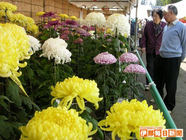 秋香会菊花まつり