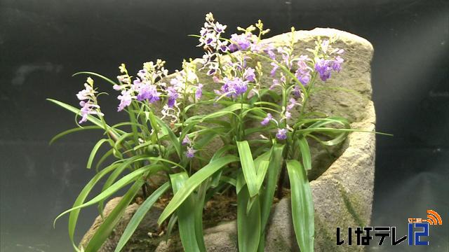 吹上山野草クラブ　山野草展