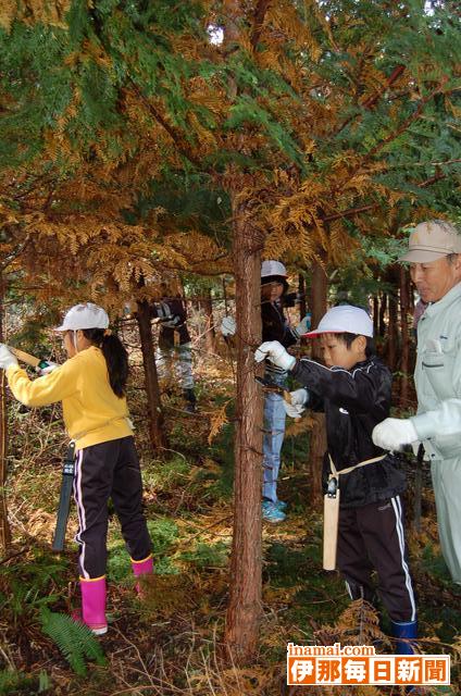 飯島町育樹祭9年生ヒノキの枝打ち