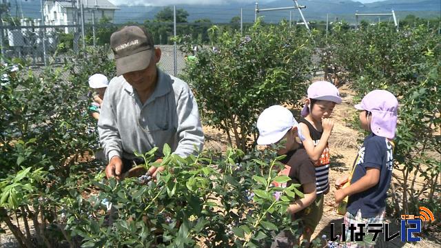 南箕輪村南部保の園児　ブルーベリー狩りを楽しむ