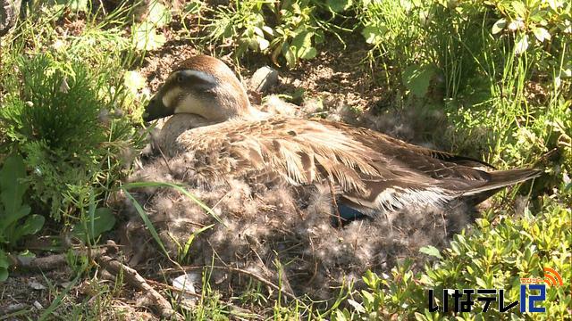 カモが卵を抱く