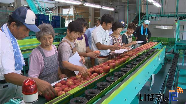 秋の味覚　りんごの出荷始まる