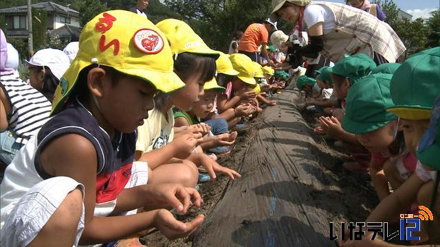 園児が大根の種まき