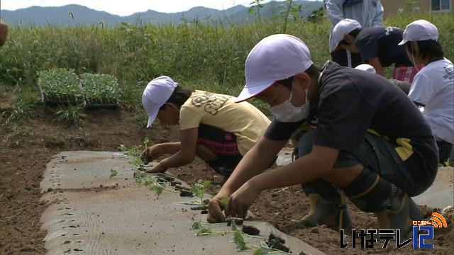 手良小学校　被災地支援目的に野菜の苗植える