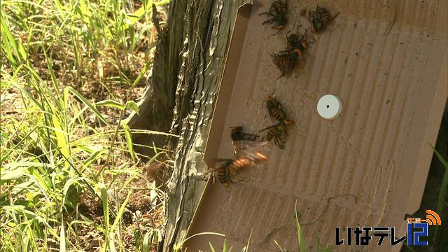 南箕輪村役場　オオスズメバチ駆除