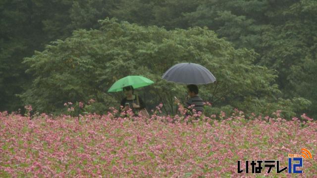 箕輪町上古田の赤そばの里　5分咲き