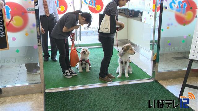 聴導犬がパチンコ店で社会性訓練