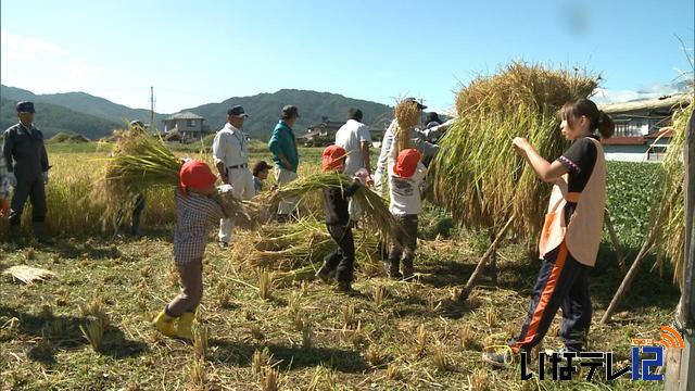 伊那市富県保育園　稲刈り体験