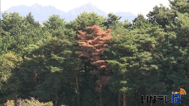 南殿　殿村八幡宮で松くい虫被害　確認