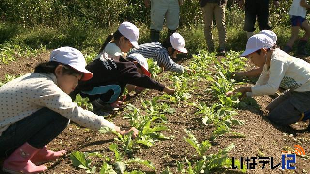 高遠辛味大根を高遠北小児童が間引き