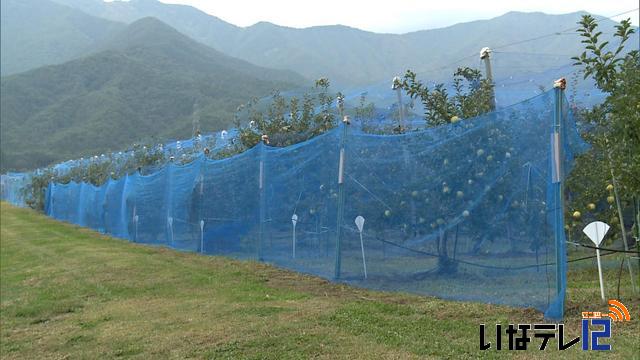 台風接近　リンゴ農家は・・・