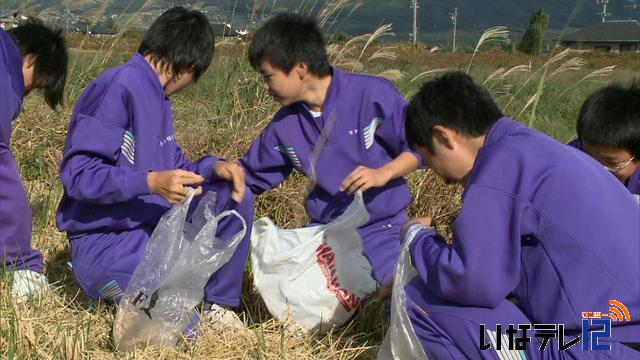 南箕輪中　伝統落ち穂拾い