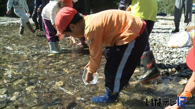 長谷小児童がイワナの稚魚放流