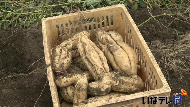 焼酎用のいもを収穫