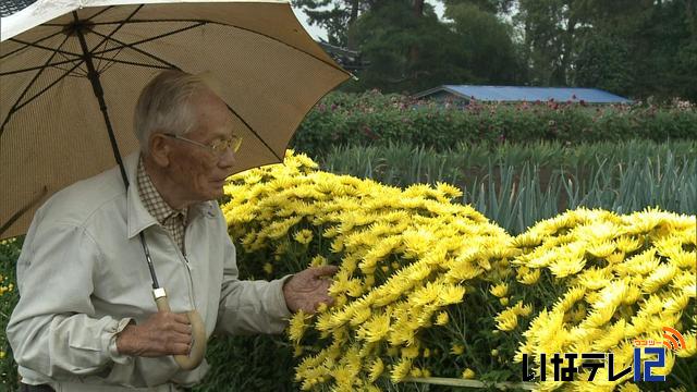 戦友に手向ける辻元さんの菊　満開