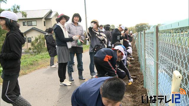 伊那小学校6年生が西天竜幹線用水路脇にスイセン植栽