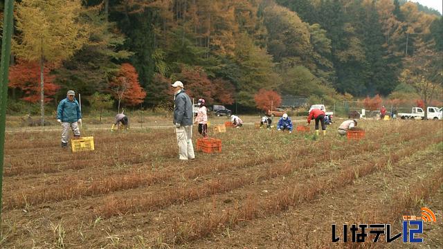 グリーンツーリズム　赤そば収穫体験