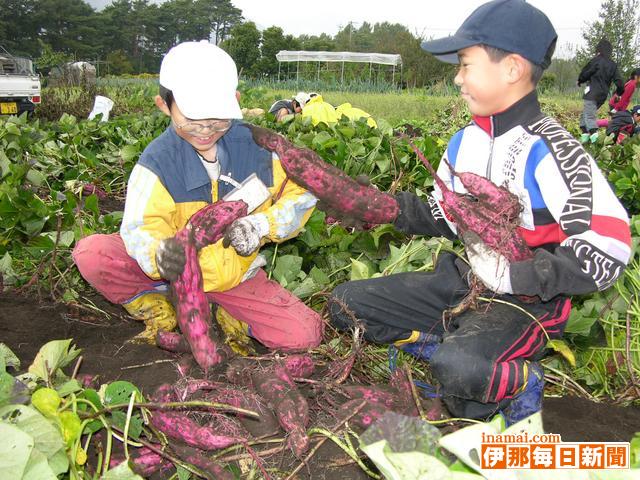 大きな大きなサツマイモ採れた食べた