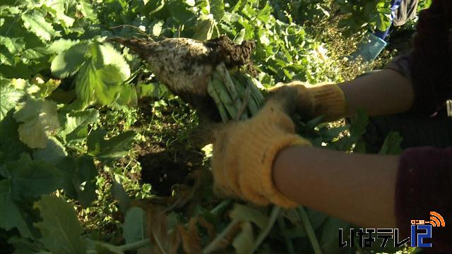 高遠北小3年生が高遠辛味大根の収穫