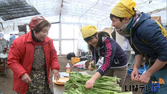 信大生が野沢菜漬けを学ぶ