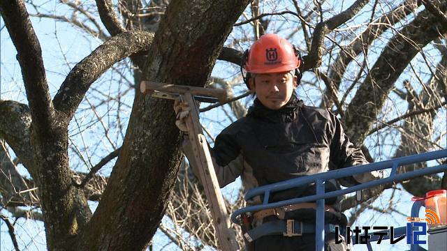 桜の冬支度本格化