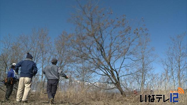 環境保全で河川敷の樹木伐採