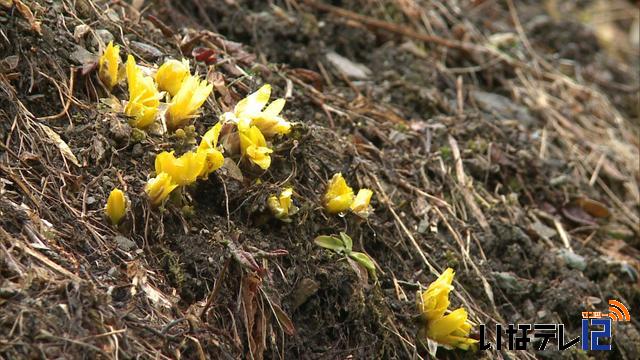 春を告げる花　福寿草咲き始める