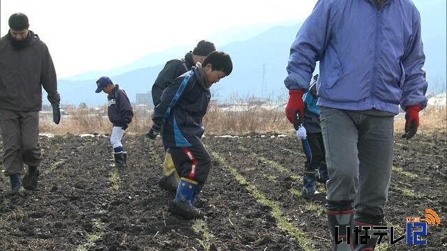 振りまんど継承へ　麦踏作業