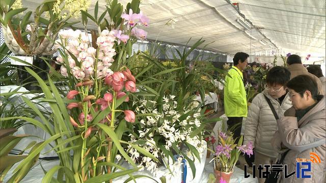 洋らんの花を咲かせる会　らん展