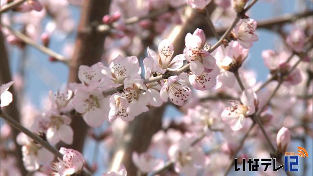 中村時計店前のロトウザクラ　綻び始める